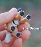 A small tan and white animal figurine with four paws featuring distinct black paw pads, commonly referred to as toe beans. The figurine is held in a palm and includes the white text Toe Beans! printed on the right side of the image.